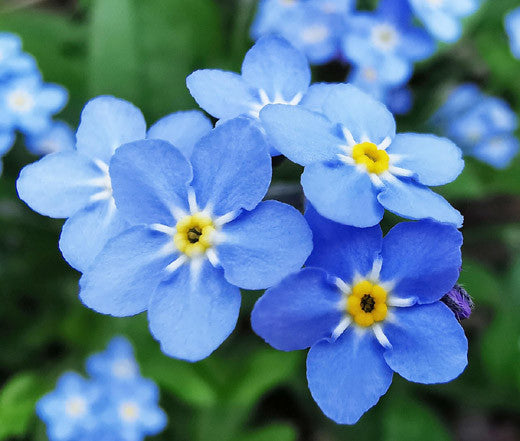 Blau Myosotis Alpestris Samen zur Aussaat