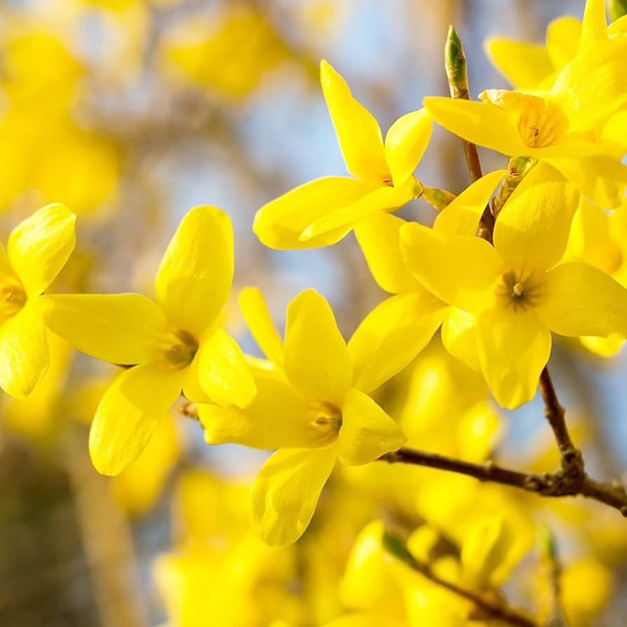 Non gmo weeping forsythia samen