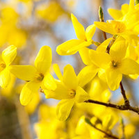 Non gmo weeping forsythia samen