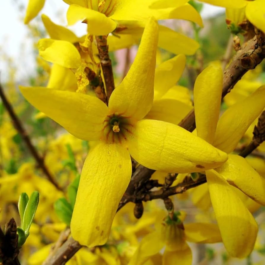Gelb weeping forsythia samen for anpflanzung