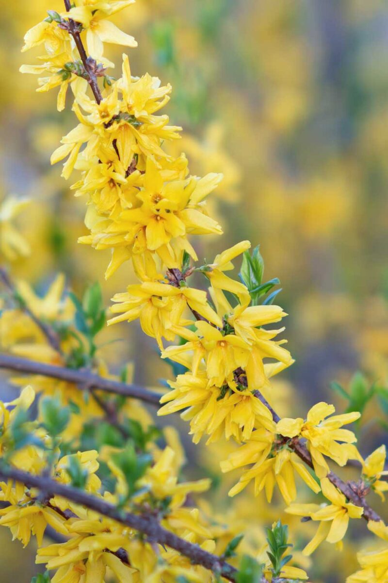 Ornamental weeping forsythia samen