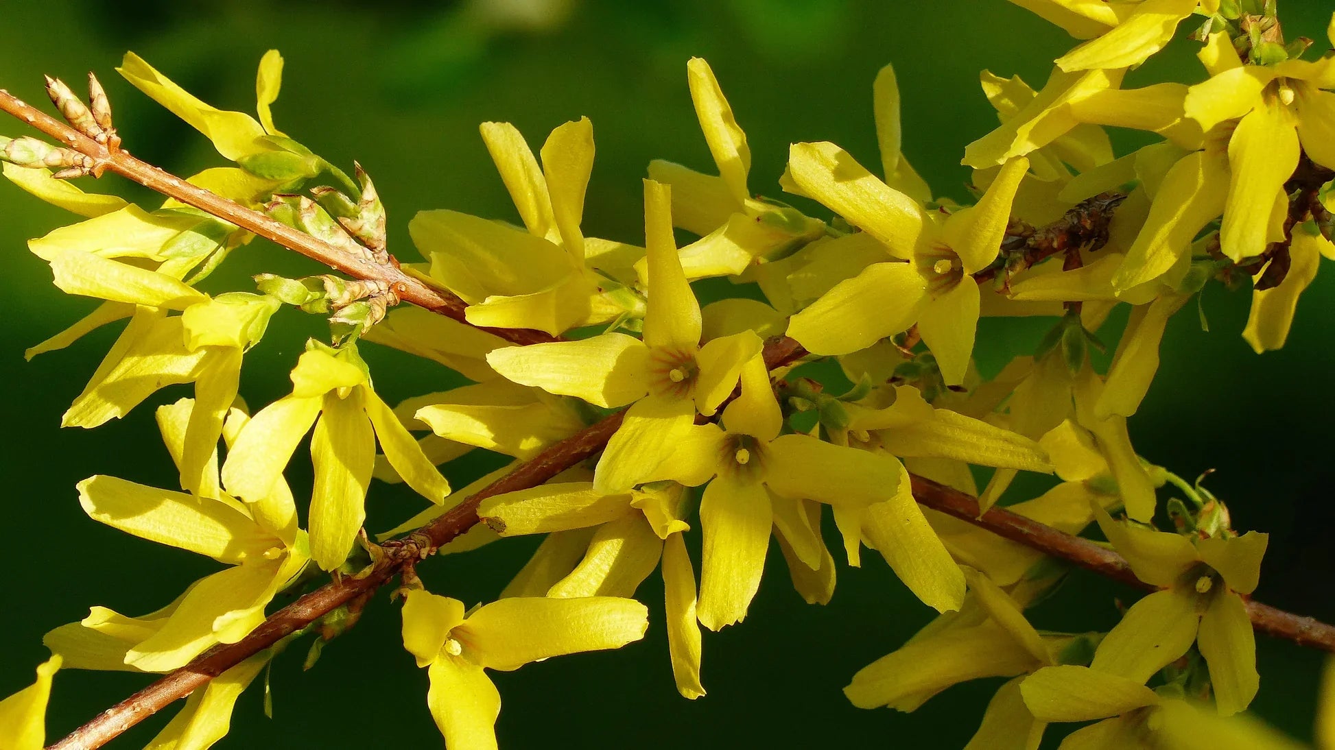 Gelb forsythia flowering samen for landscapes