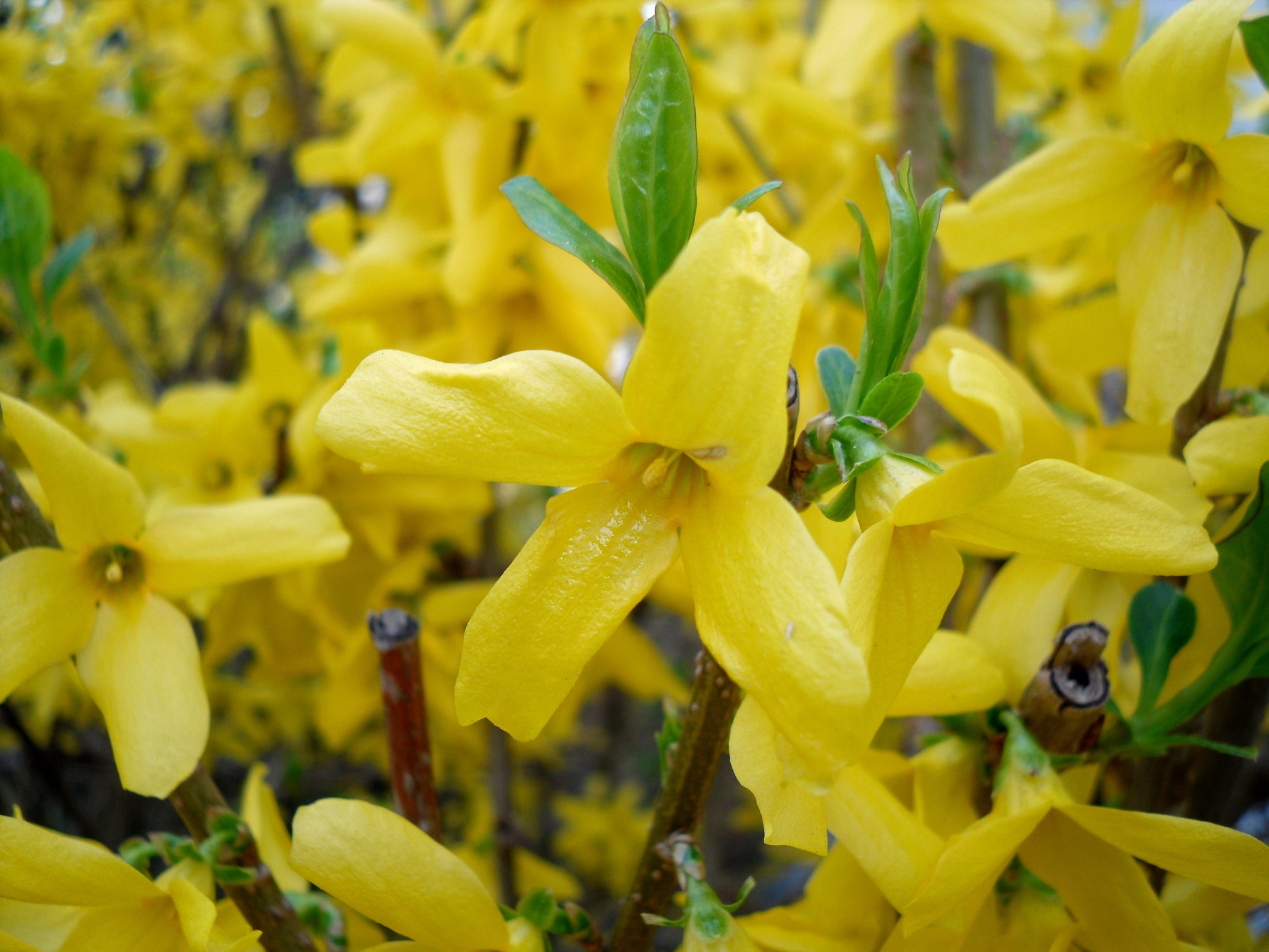 Forsythia Gelb Blumensamen zur Aussaat – leuchtend Frühling Blüten
