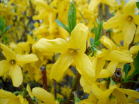 Forsythia Gelb Blumensamen zur Aussaat – leuchtend Frühling Blüten