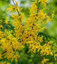 Forsythia Gelb Blumensamen zur Aussaat – leuchtend Frühling Blüten