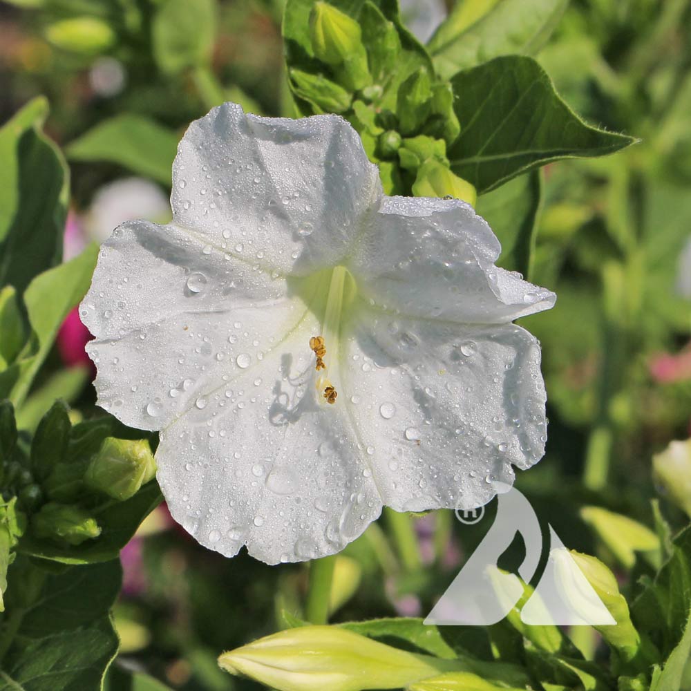 Weiß Four O'Clock Blumensamen zur Aussaat Halbschatten verträglich Traditionssorte & ohne Gentechnik Samen Hausgarten