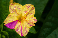 Ornamental gelb rot four o’clock samen for landscapes
