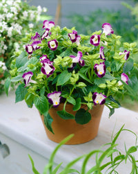 Fournieri evening blooming blumen