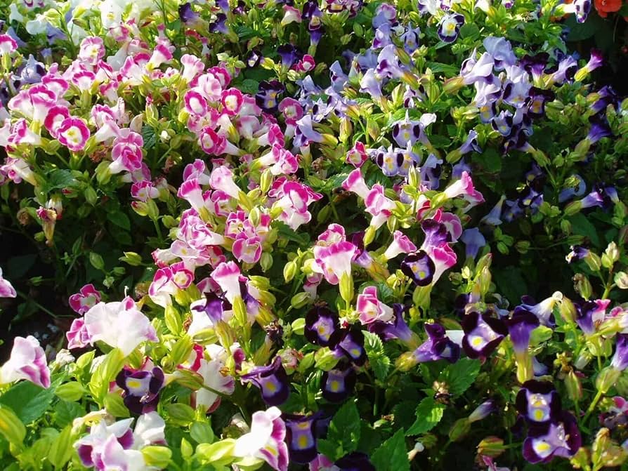 Non gmo fournieri blume samen