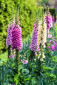 Digitalis Blumensamen zur Aussaat – Halbschatten verträglich – Traditionssorte & ohne Gentechnik Samen Hausgarten