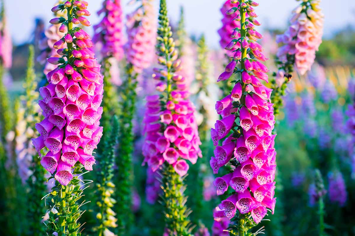 Rosa kletternd Foxglove Blumensamen zur Aussaat – Biennial Blüten