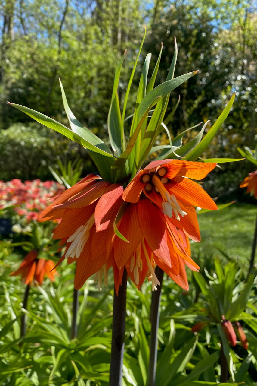 Imperial Crown Blumensamen zur Aussaat – duftend Blüten – Traditionssorte & ohne Gentechnik Samen Hausgarten