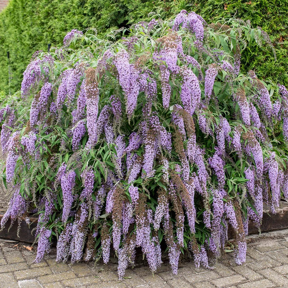 Fragrant buddleja davidii blumen