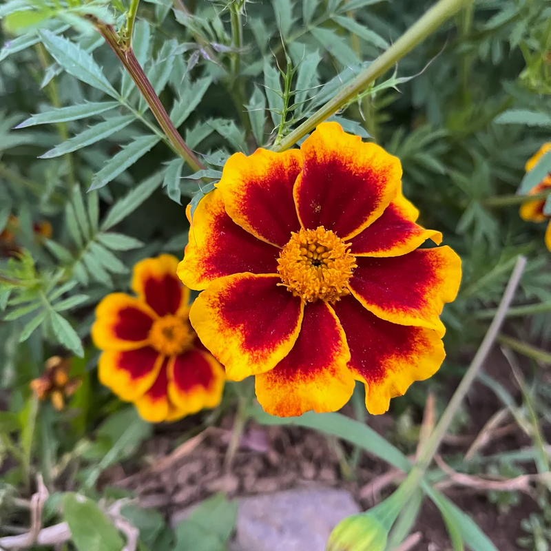 Studentenblume French Blumensamen zur Aussaat leuchtend Blüten Traditionssorte & ohne Gentechnik Samen Hausgarten