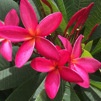 dunkel Rosa Frangipani Blumensamen zur Aussaat – Landhaus Garten wichtig – Traditionssorte & ohne Gentechnik Samen Hausgarten
