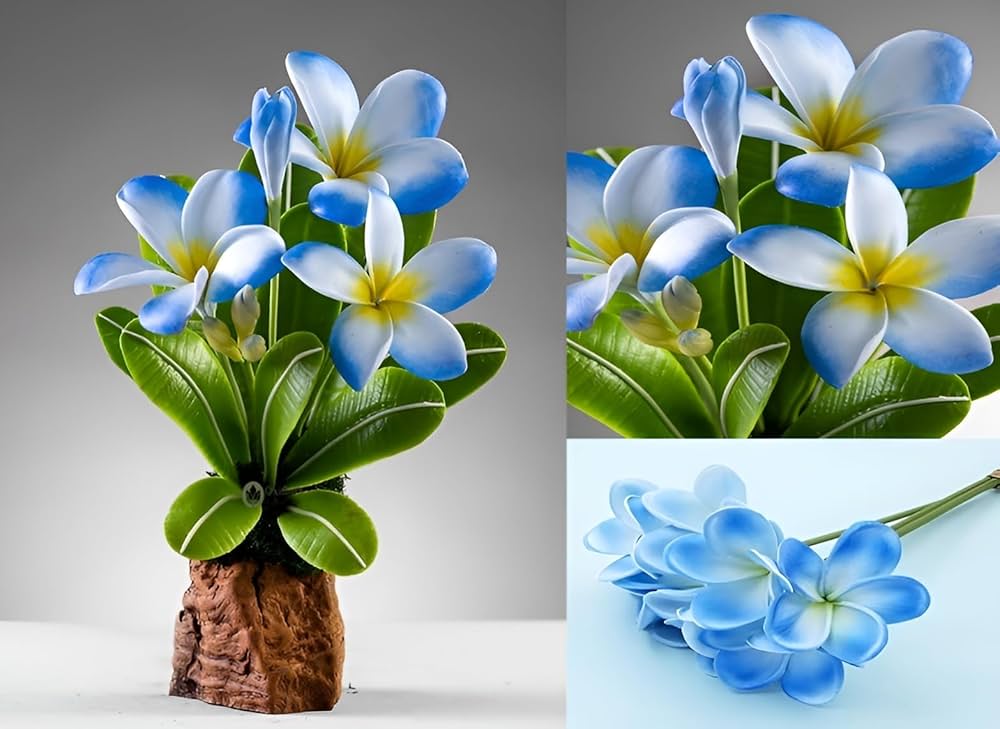 Sky blau frangipani blumen in bloom