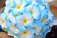 Non-gmo heirloom frangipani samen