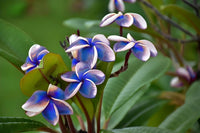 Ornamental sky blau frangipani tree