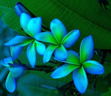 Frangipani sky blau blume samen for anpflanzung
