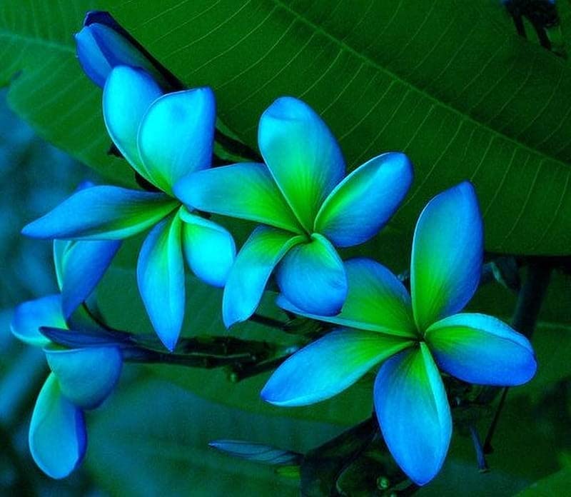 Frangipani sky blau blume samen for anpflanzung