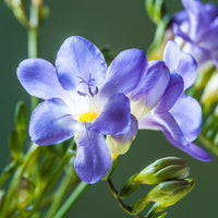 High germination blau freesia samen