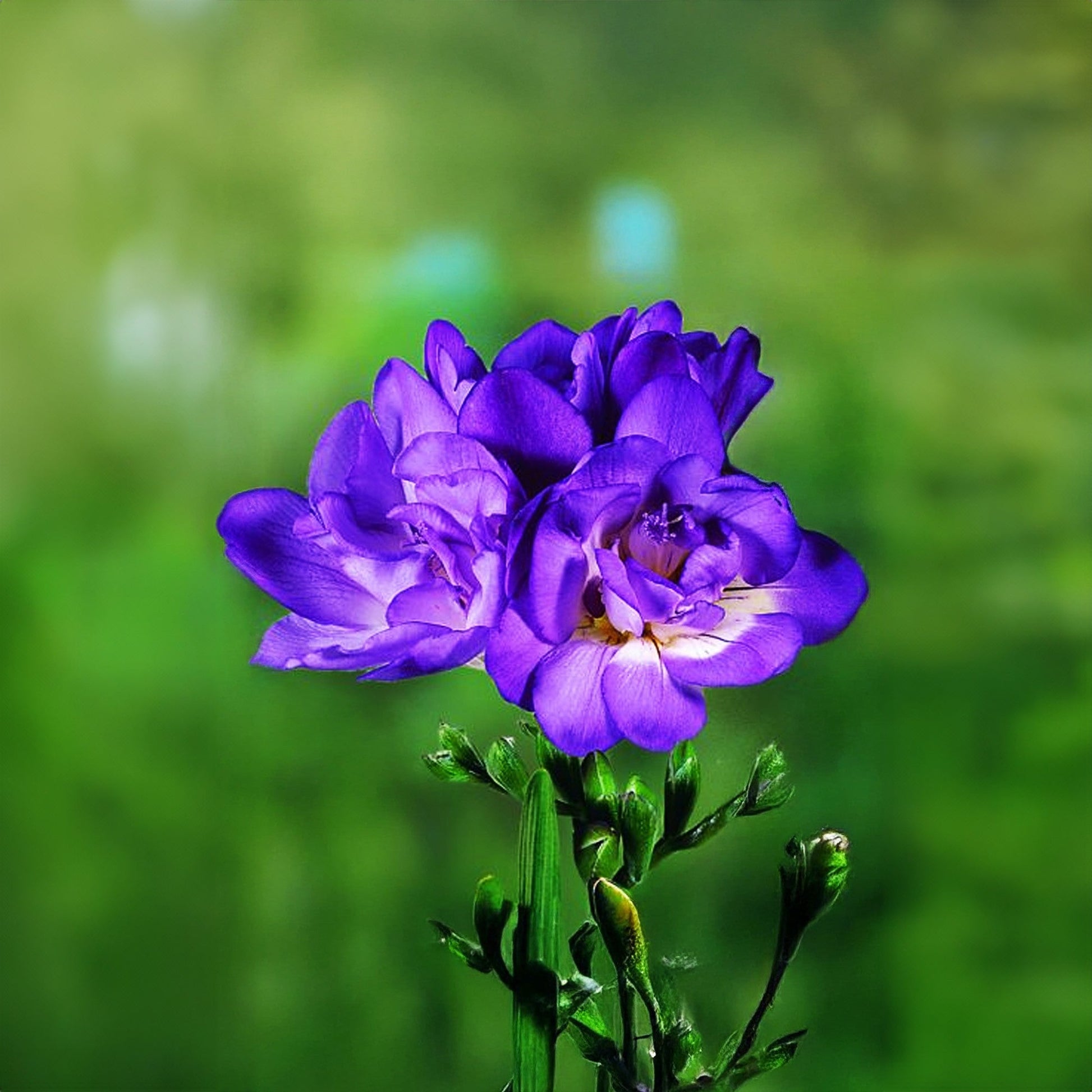 Ornamental blau freesia samen for landscapes