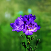 Ornamental blau freesia samen for landscapes