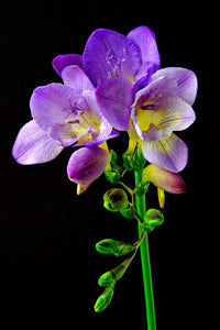Freesia Blumensamen zur Aussaat – Anzucht – Traditionssorte & ohne Gentechnik Samen Hausgarten