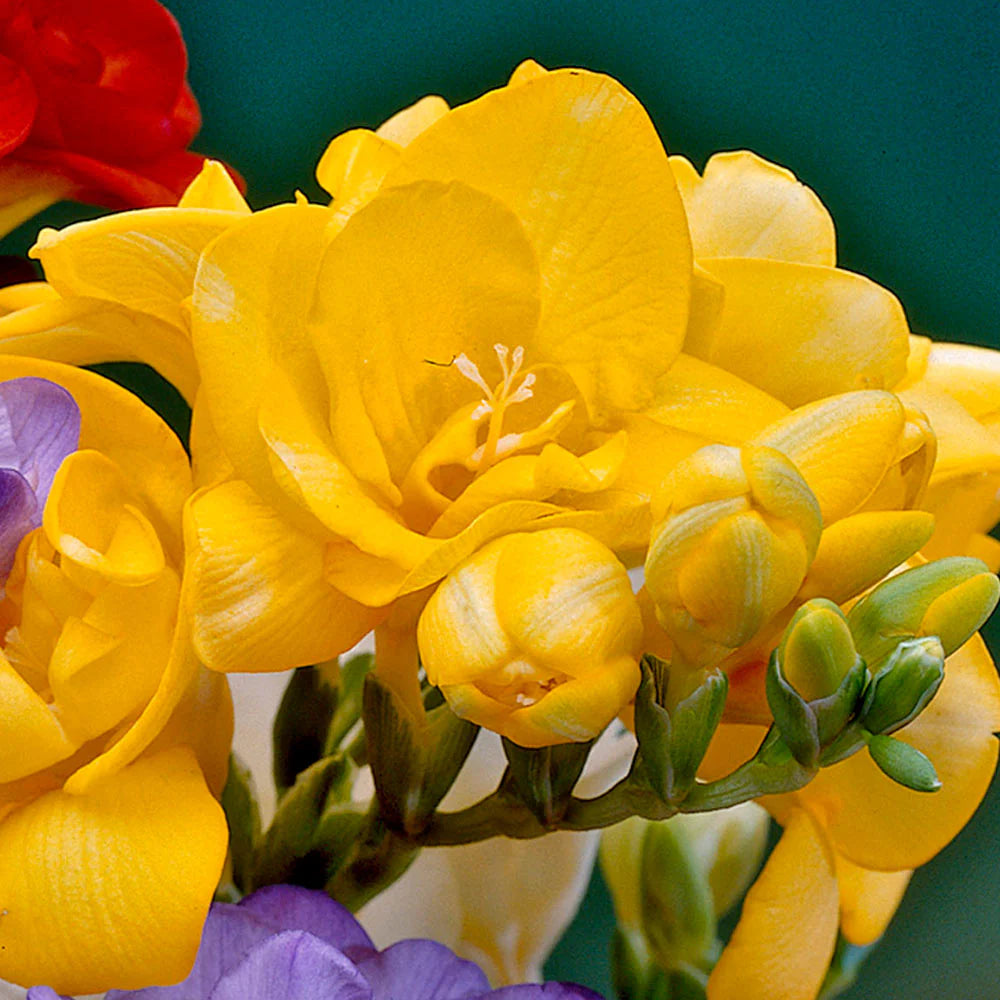 Violett Gelb Freesia Blumensamen zur Aussaat Landhaus Garten wichtig Traditionssorte & ohne Gentechnik Samen Hausgarten