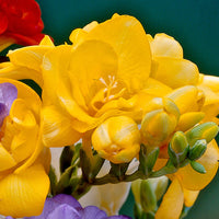 Violett Gelb Freesia Blumensamen zur Aussaat Landhaus Garten wichtig Traditionssorte & ohne Gentechnik Samen Hausgarten