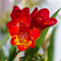 Gelb Orange Freesias Blumensamen Aussaat