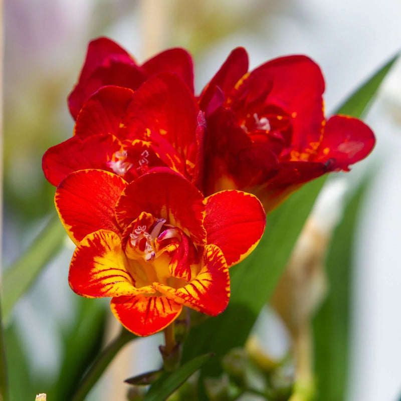 Gelb Orange Freesias Blumensamen Aussaat