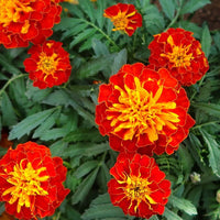Studentenblume French Blumensamen zur Aussaat leuchtend Blüten Traditionssorte & ohne Gentechnik Samen Hausgarten