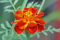 Studentenblume Mischung Blumensamen zur Aussaat – leuchtende einjährige Blüten