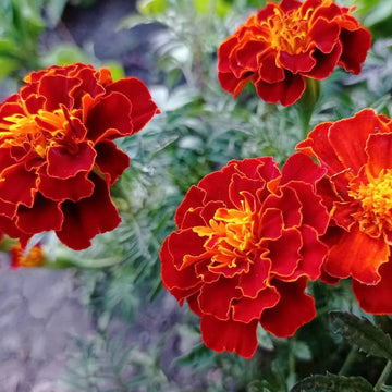 French (french marigold) samen for anpflanzung in home garten