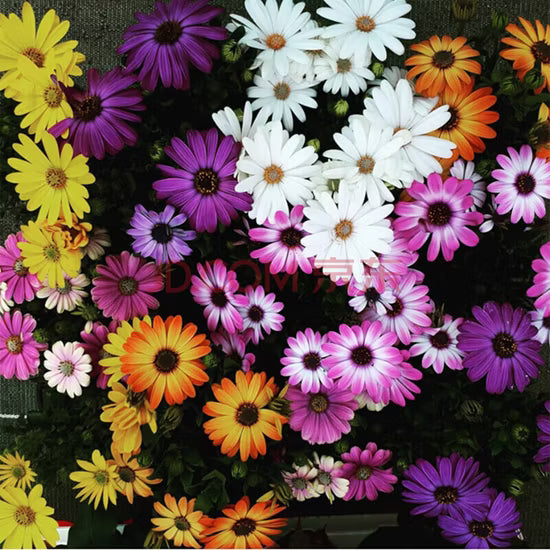 Gemischt Brachyscome Blumensamen zur Aussaat Drought verträglich Traditionssorte & ohne Gentechnik Samen Hausgarten
