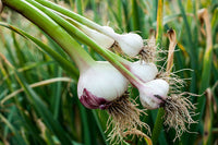 Garlic Vegetable Samen For Aussaat: Add Exotic Charm To Your Garten Kraut