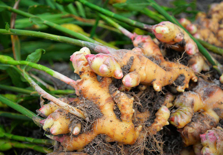 Braun Ginger Blumensamen zur Aussaat Garten beliebt Traditionssorte & ohne Gentechnik Samen Hausgarten
