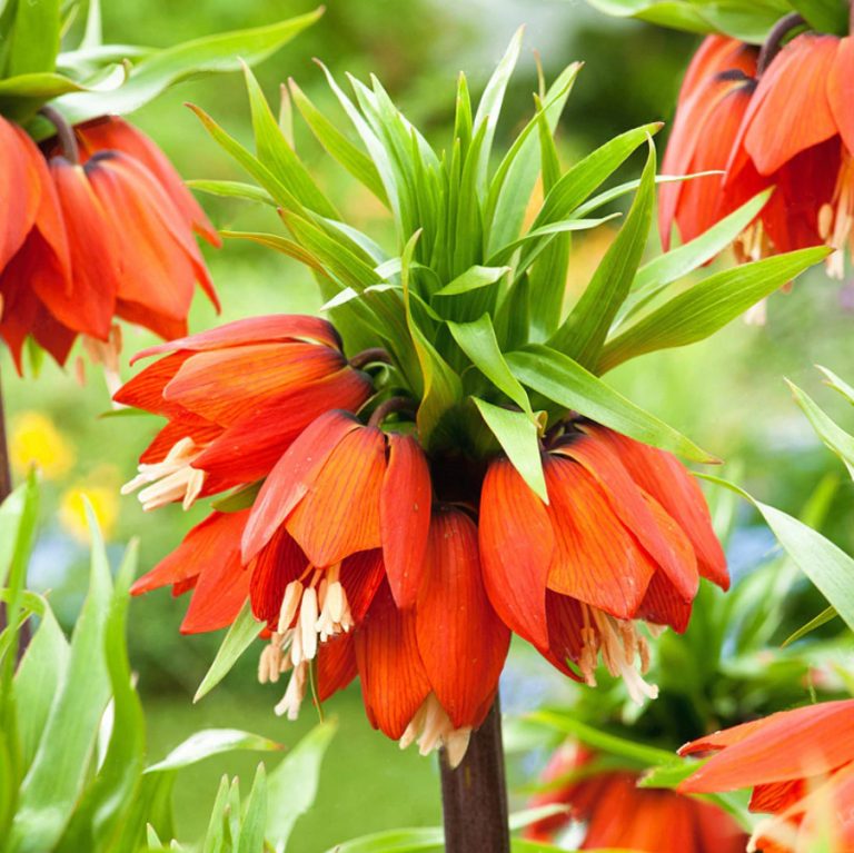 Fritillaria imperialis samen for anpflanzung