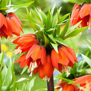 Fritillaria imperialis samen for anpflanzung