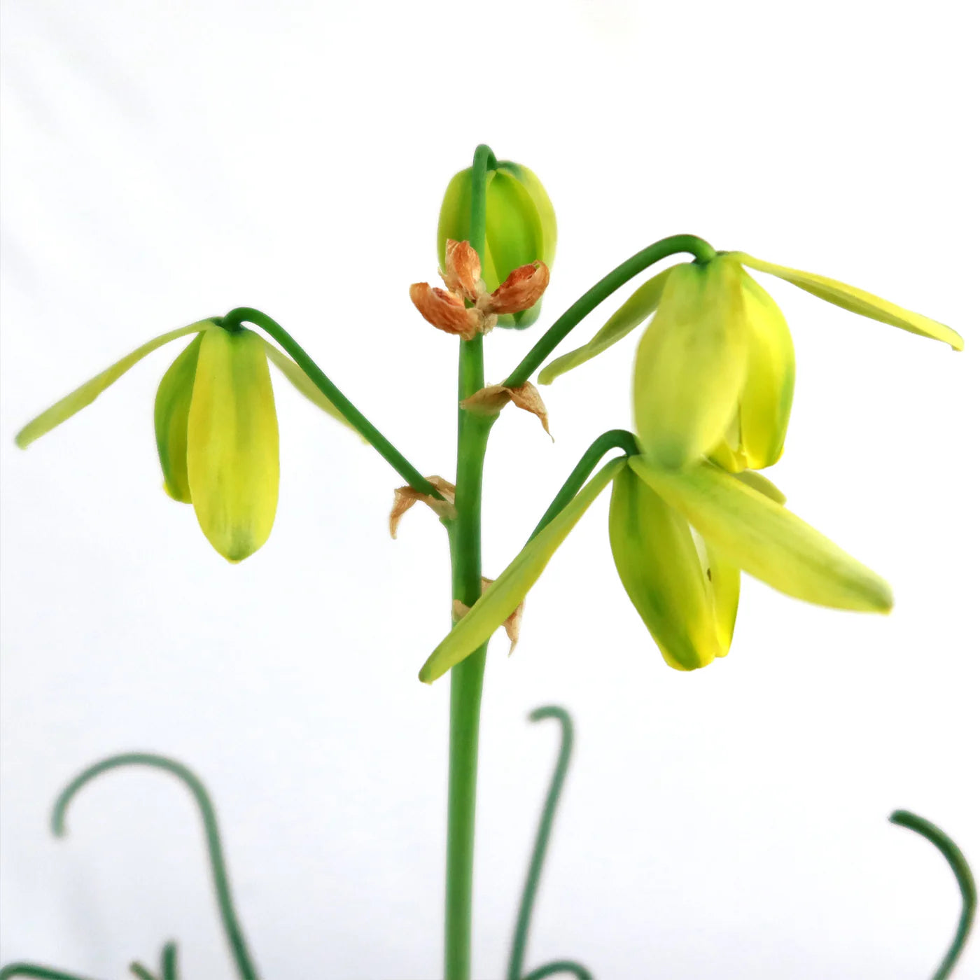 Spiralis Blumensamen zur Aussaat – farbenfroh Schau – Traditionssorte & ohne Gentechnik Samen Hausgarten