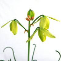 Spiralis Blumensamen zur Aussaat – farbenfroh Schau – Traditionssorte & ohne Gentechnik Samen Hausgarten