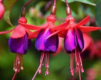 Fuchsie Blumensamen zur Aussaat – leuchtend Rot Einjährige für Ihren Garten