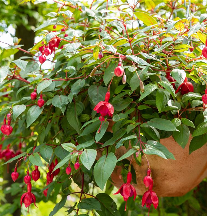 Lanterna Blumen Semi Fuchsie hängend Blumen