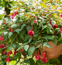 Lanterna Blumen Semi Fuchsie hängend Blumen