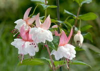 Rosa Fuchsie Blumensamen Frühling Aussaat