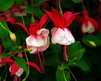 Double petals fuchsia blumen samen for anpflanzung - vibrant rot blooms dynamic displays