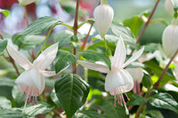 Grün Weiß Fuchsie Samen zur Aussaat – Traditionssorte ohne Gentechnik Blumen Hausgarten