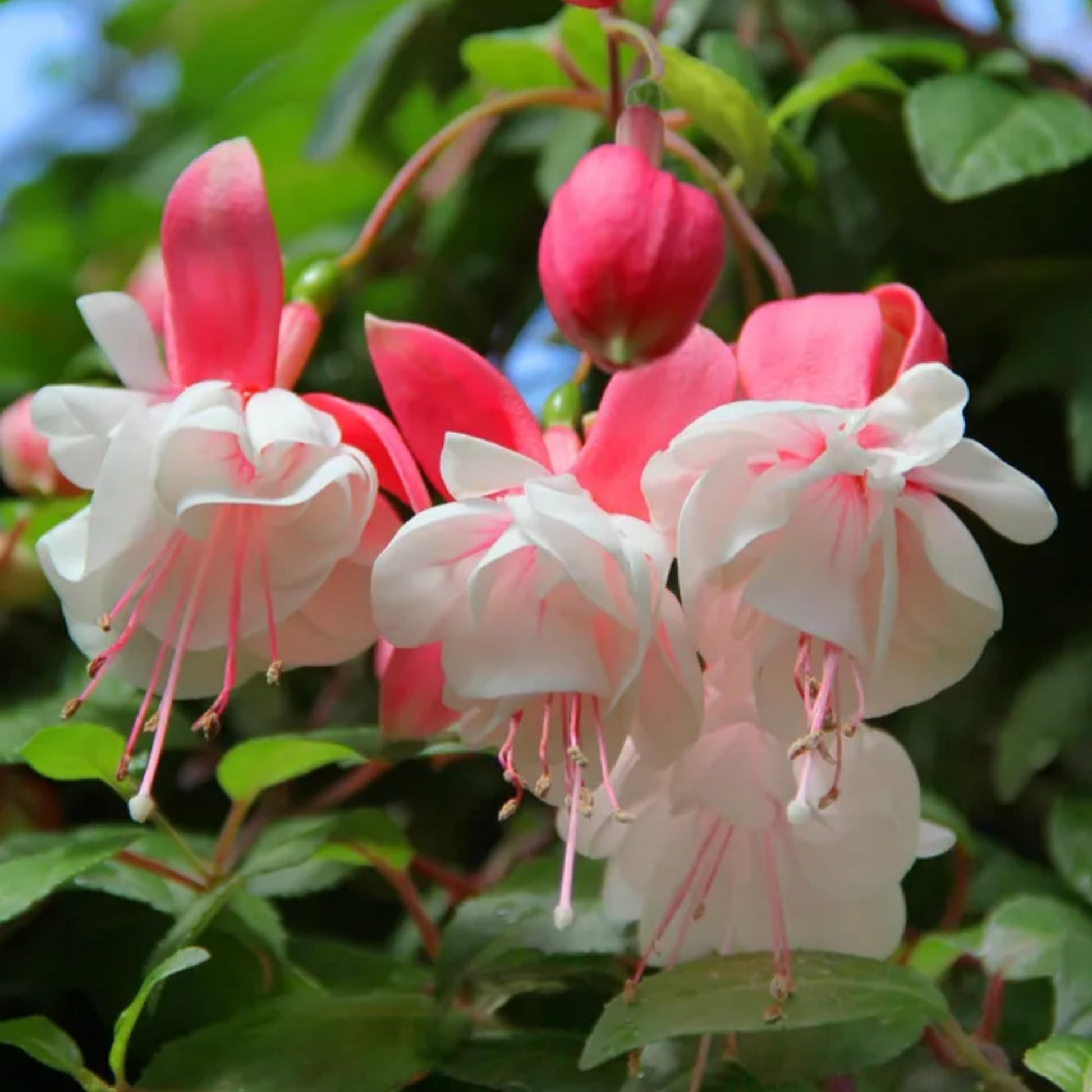 Fuchsia hybrida rosa weiß blume samen
