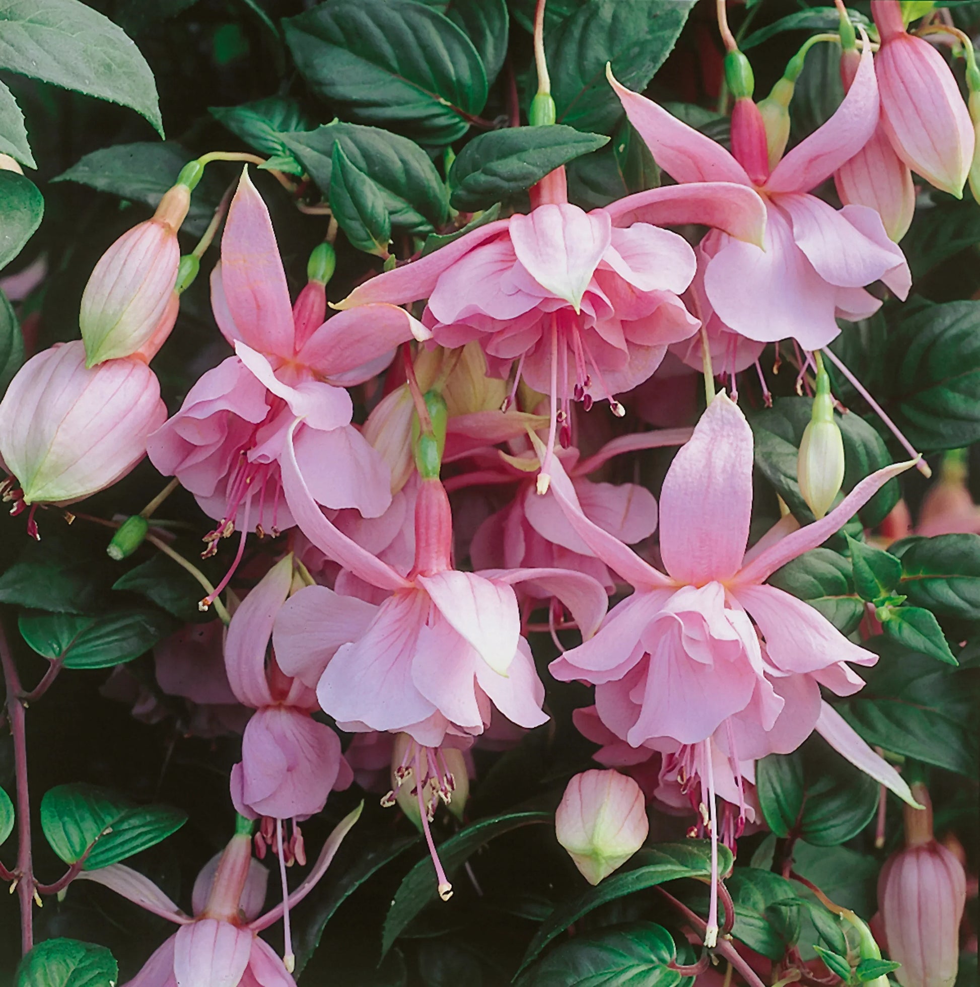 Fuchsia blume samen for anpflanzung rosa blooms - perfect a vibrant garten